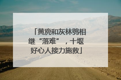 黄麂和灰林鸮相继“落难”，十堰好心人接力施救