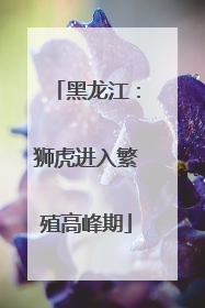 黑龙江：狮虎进入繁殖高峰期