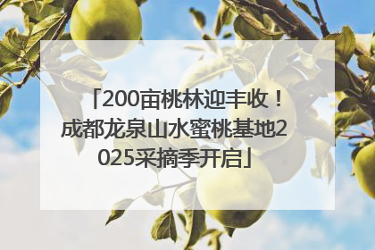 200亩桃林迎丰收！成都龙泉山水蜜桃基地2025采摘季开启
